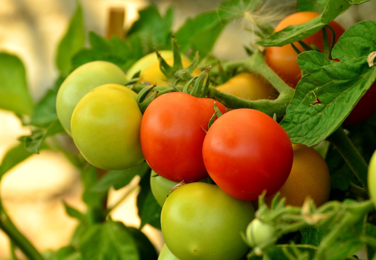 Gourmand de tomate : Faut-il les laisser ou les retirer ?