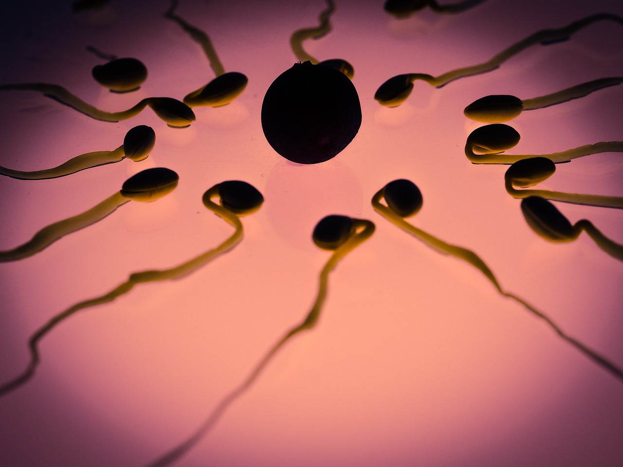 Comment utiliser le test d'ovulation Clearblue pour calculer sa période d'ovulation ?